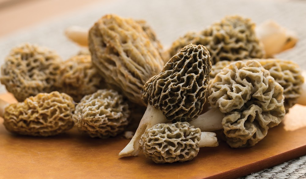 morels
