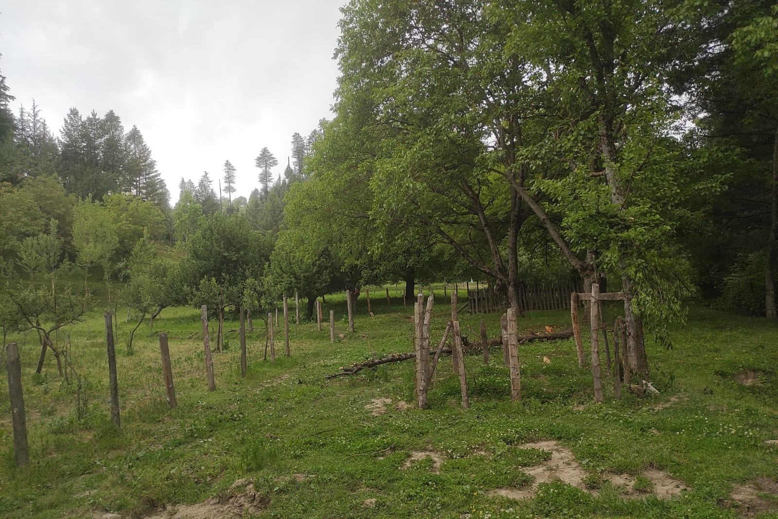 The graveyard in Handwara where a bear dug up graves
