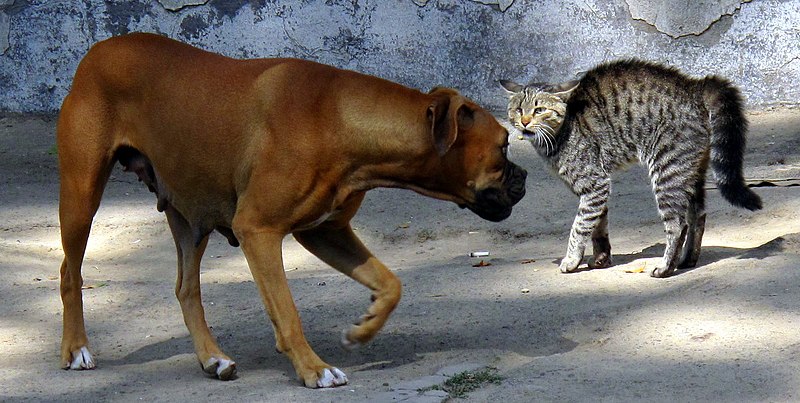800px Cat and dog standoff 3926784260