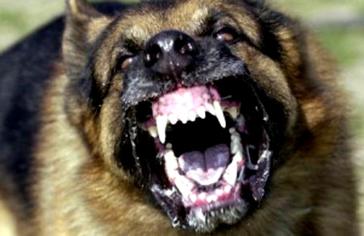dog