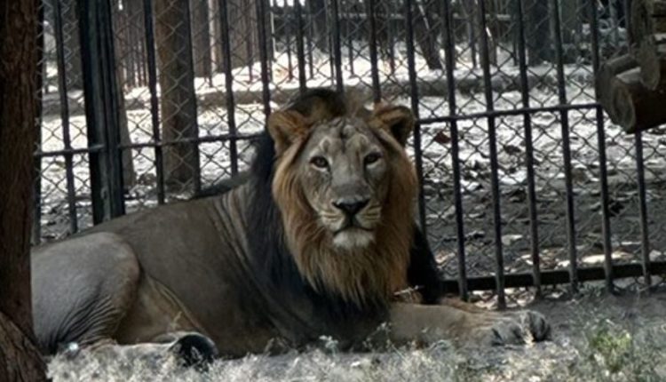 lion couple 750x430 1
