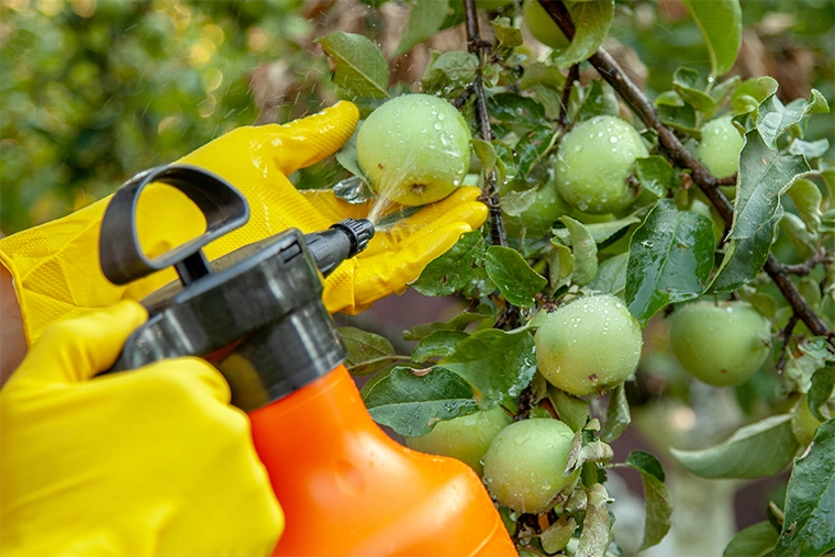 applying insecticidal fertiliser to apples