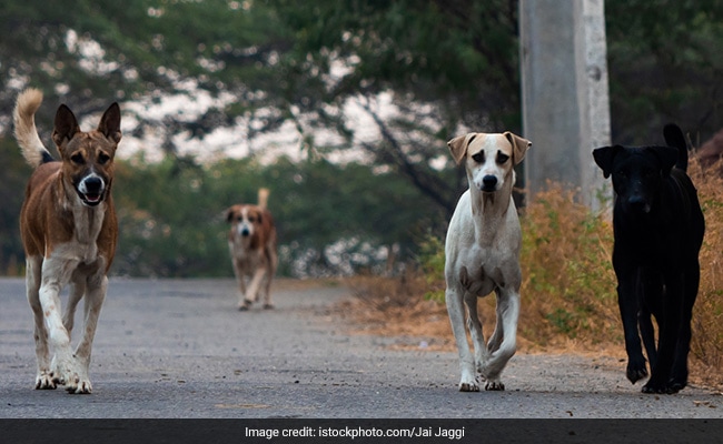 e6u97c98 stray dogs