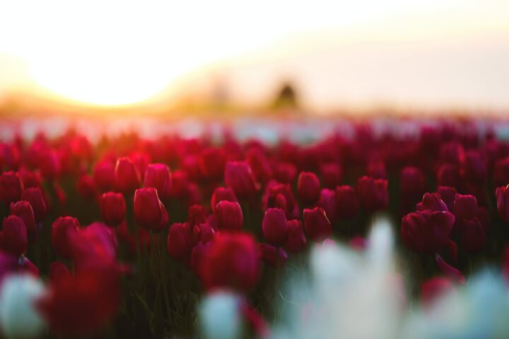 red tulip field