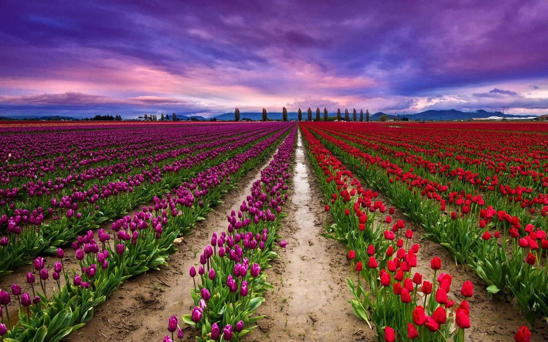 tulip festival package1 1