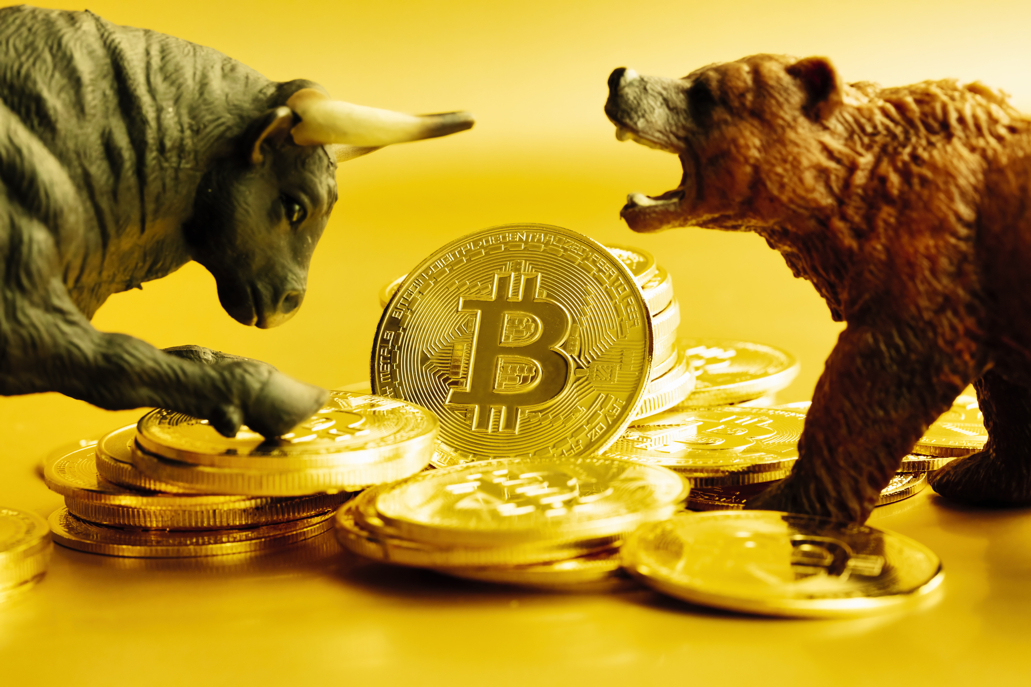 bitcoin bull and bear