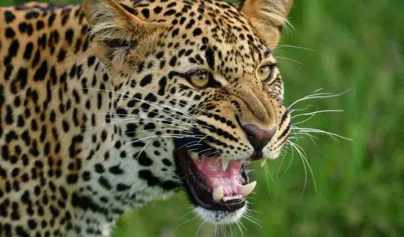 leo 1