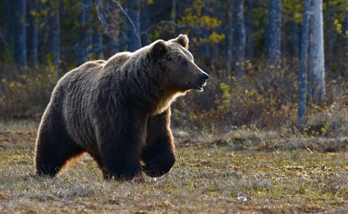 bear