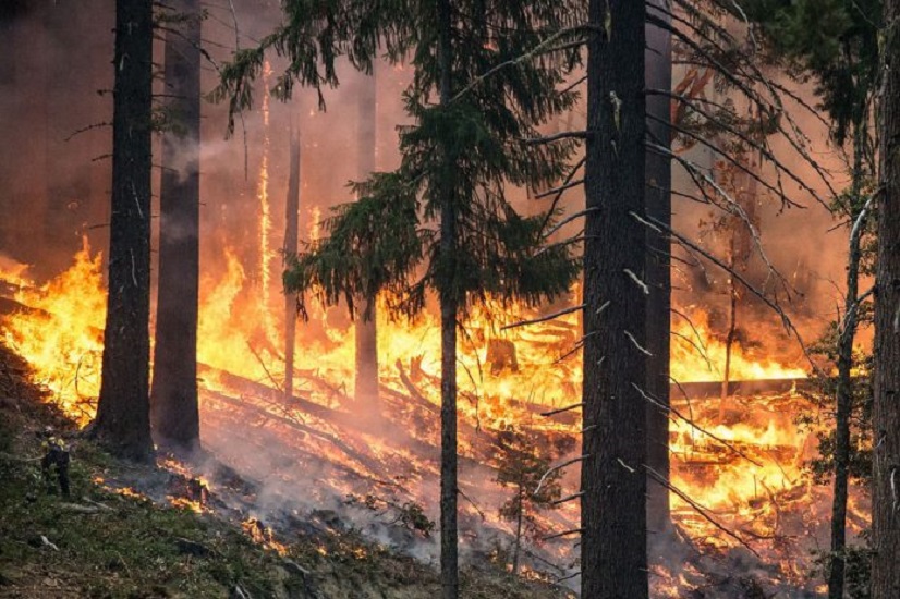 forest fire