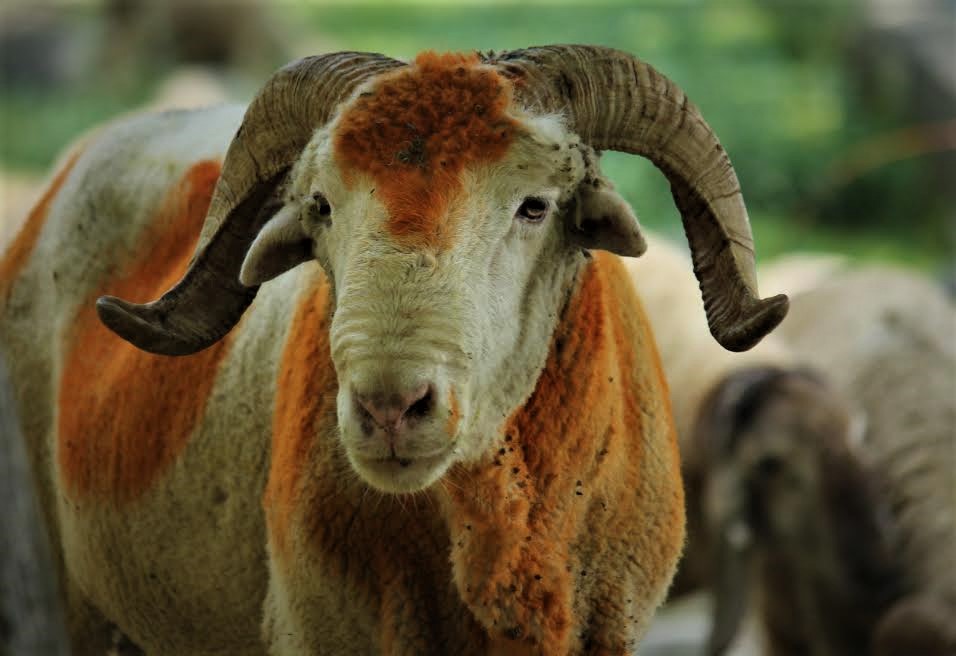 sheep