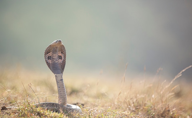 bc4qrbso snake