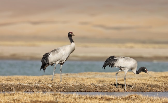 6g7b45h8 black necked