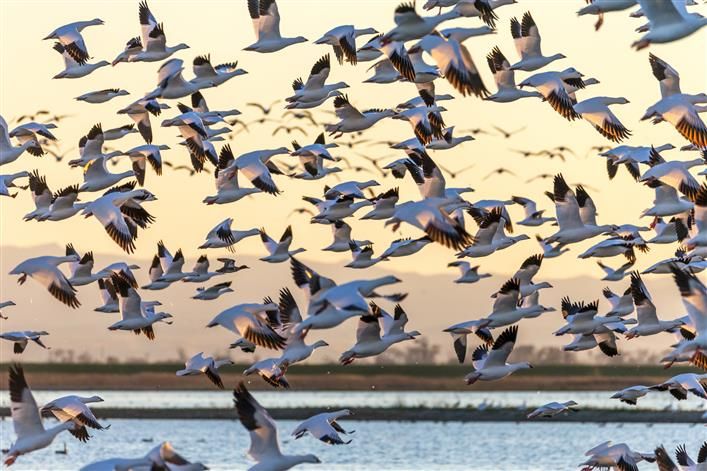 birds