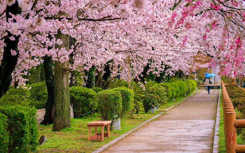 sakura