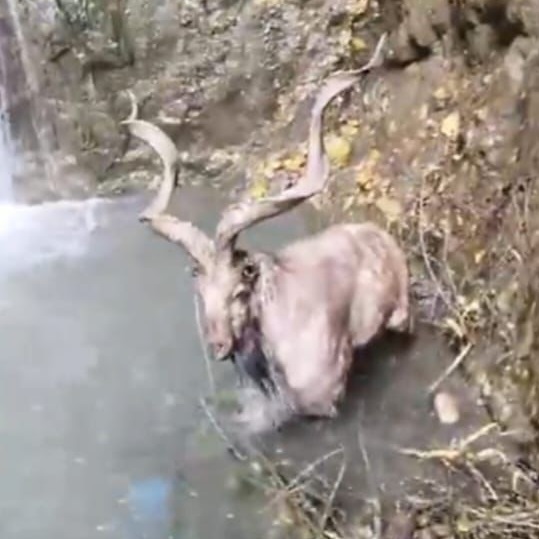 Markhor Baramulla 1