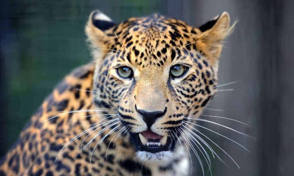 leo