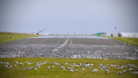 Grímsey: Arctic Island Home to 20 People and a Million Birds 4 Michelle Gross The island's airstrip is a popular hangout for birds (Credit: Michelle Gross)