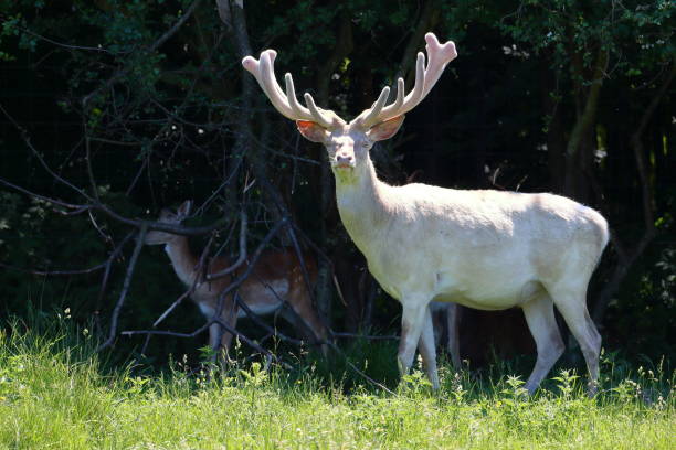 albino white deer