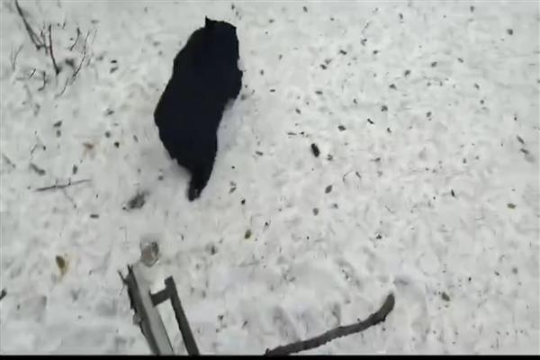 bear
