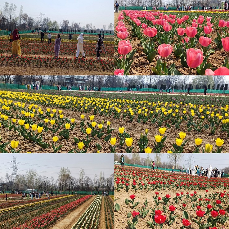 CSIR IIIM Field Station Pulwama Hosts Tulip Show