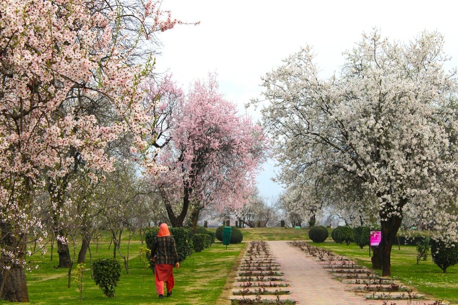 309708711Badamwari garden