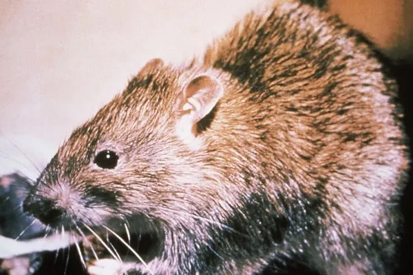 Rat