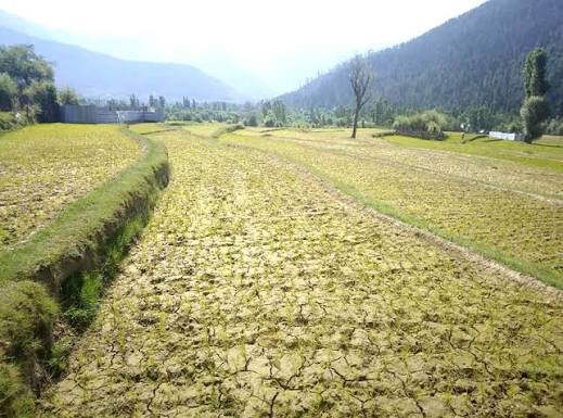 irrigation